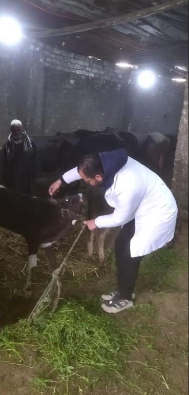 جانب من الحملات البيطرية بالجيزة 