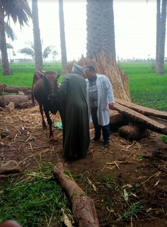 جانب من الحملات البيطرية بالجيزة 