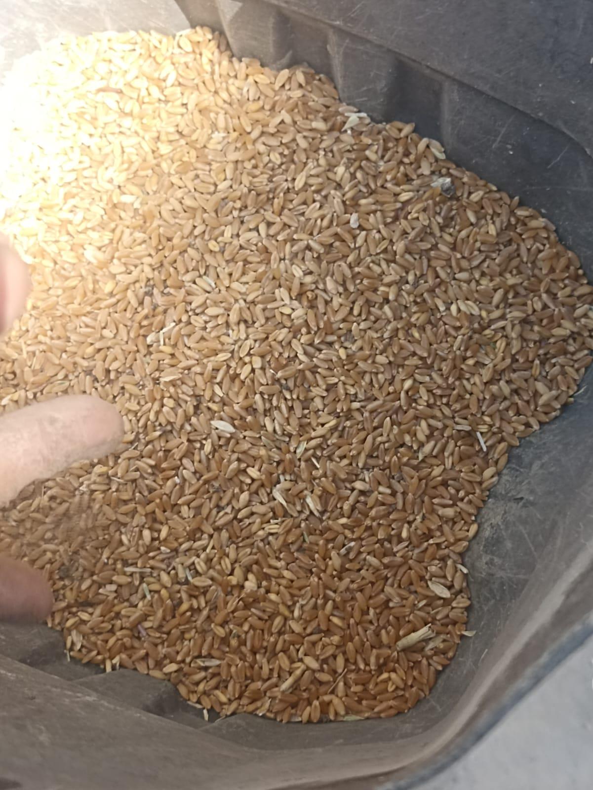 جانب من اعمال توريد القمح