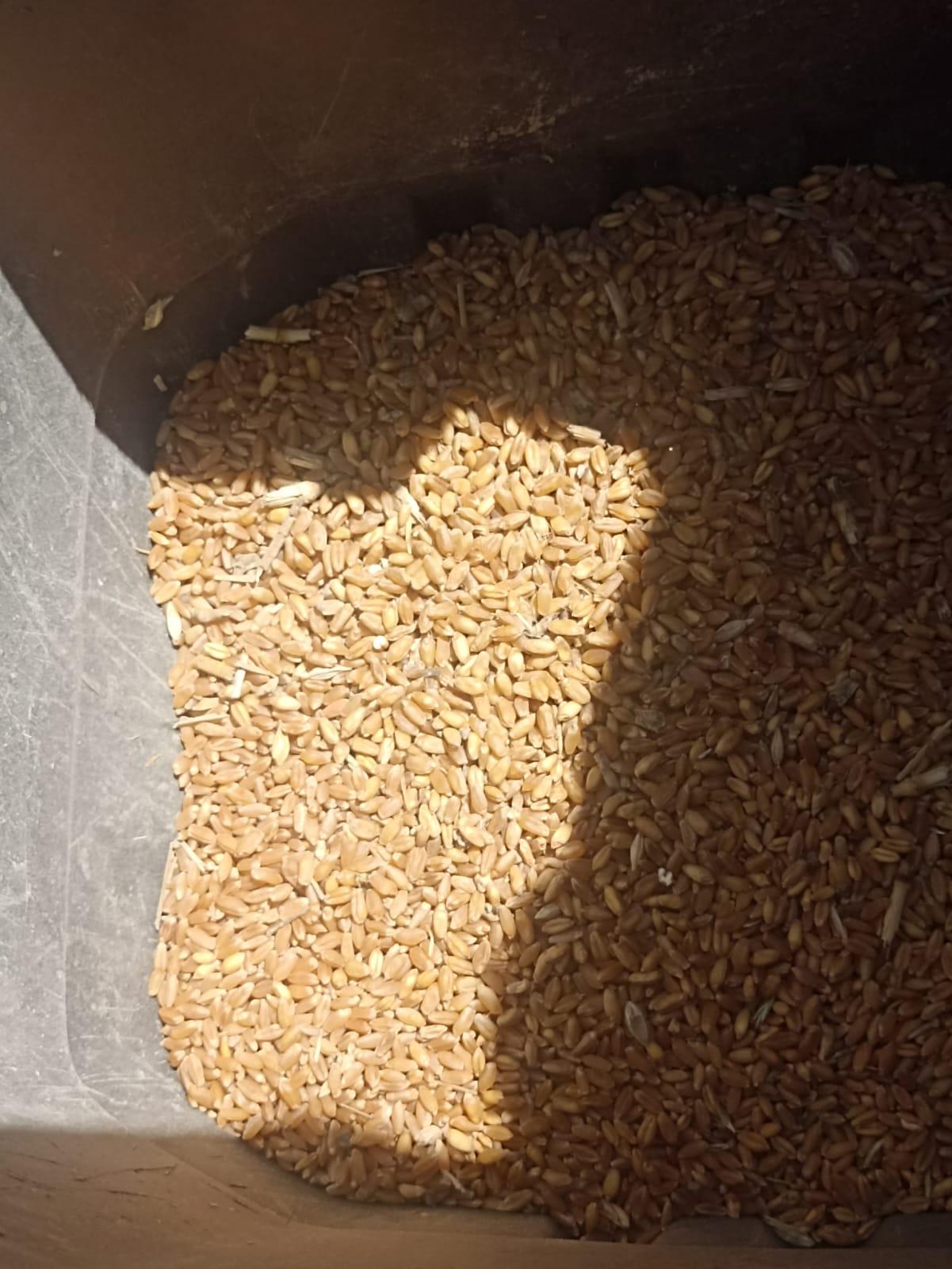 جانب من اعمال توريد القمح