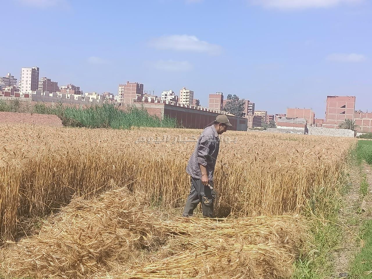 الذهب الأصفر يزين حقول محافظة الشرقية وسط فرحة عارمة من الفلاحين 