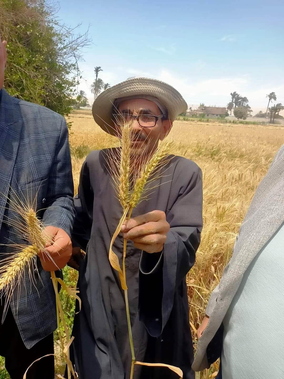 موسم توريد الأقماح 