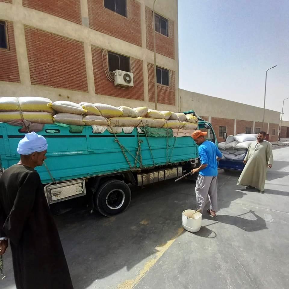 موسم توريد الأقماح 