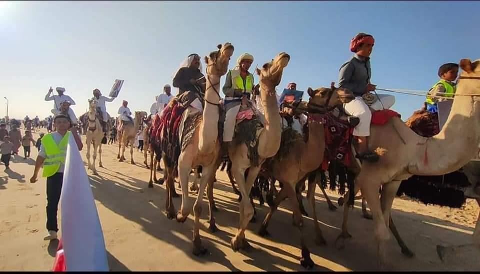 انطلاق فعاليات مهرجان سباق الهجن غرب العريش