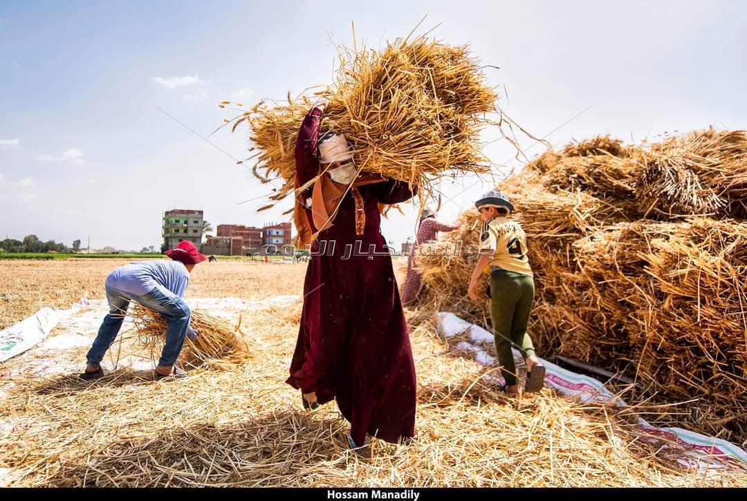  عيد حصاد القمح في مصر القديمة
