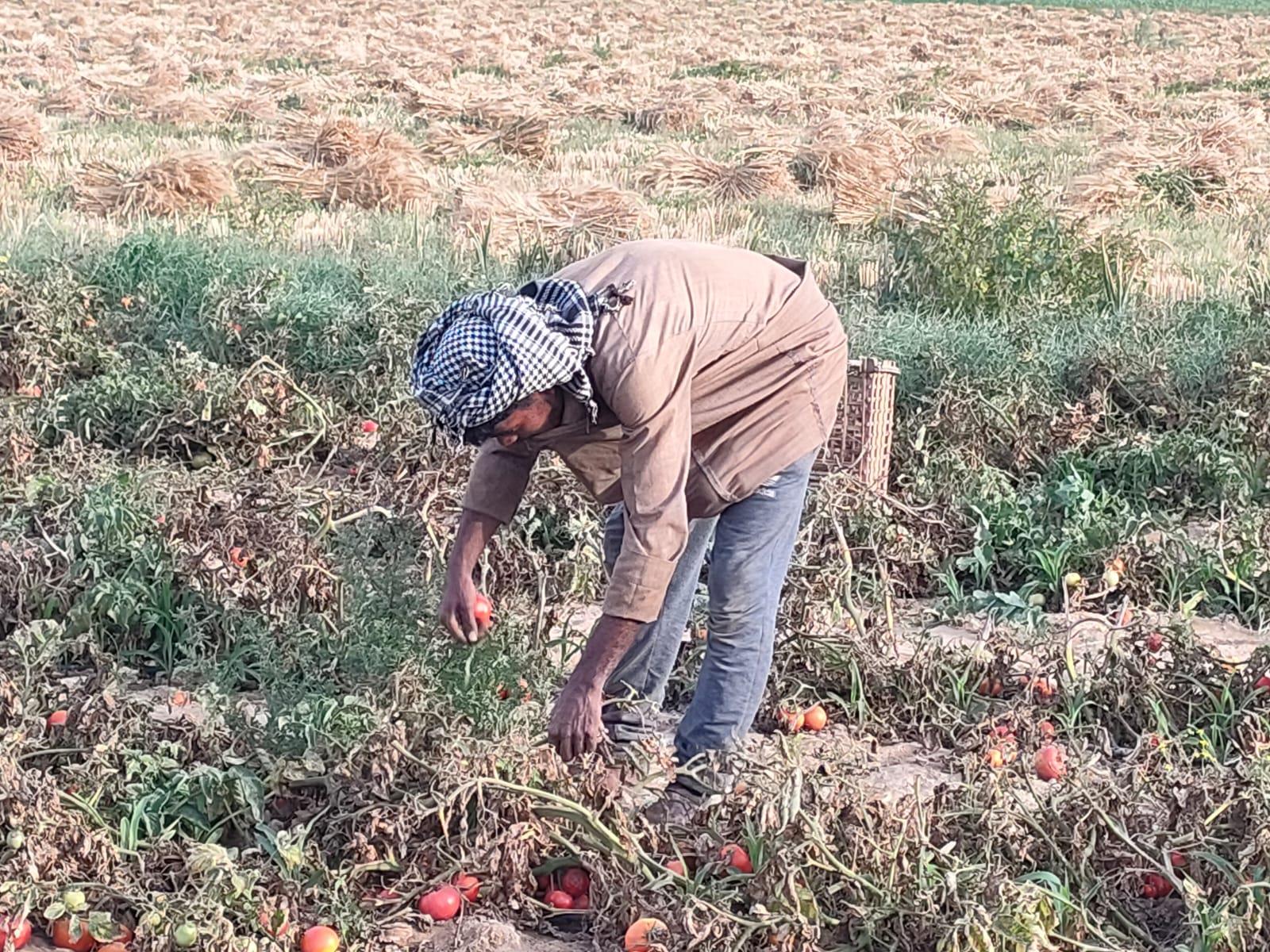 "محصول الطماطم" من أراضي الإسماعيلية لأسواق الجمهورية