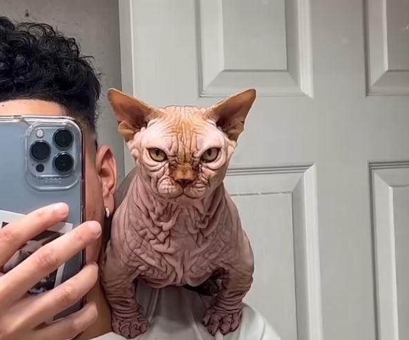 زيادة شعبية قطط XL Bully: جاذبية الشكل وخطورة الصحة| صور
