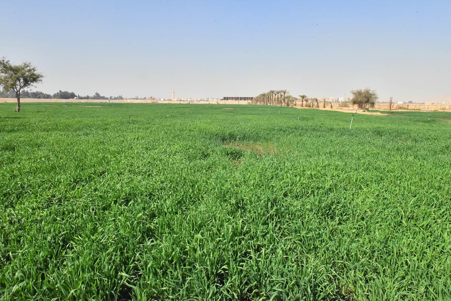محافظ أسيوط يتفقد زراعة 150 فدان من محصول القمح بمزرعة الوادي الأسيوطي| صور