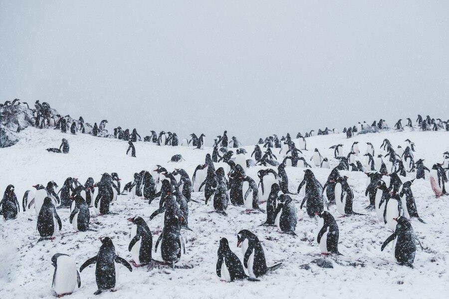 أكبر جبل جليدي في العالم يهدد بحصار جزيرة بريطانية نائية ويعرض الحياة البرية للخطر| صور وفيديو