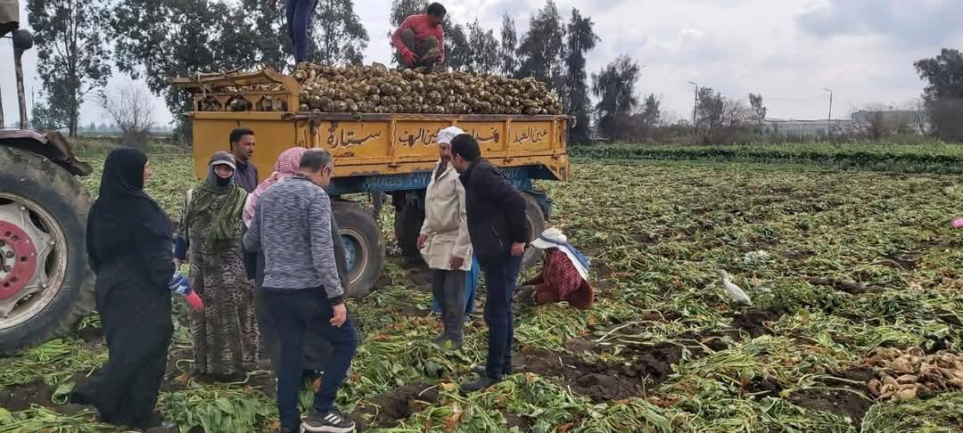 صور|  وكيل وزارة الزراعة بالغربية بدء حصاد محصول بنجر السكر 