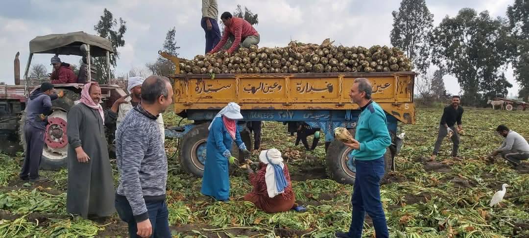 صور|  وكيل وزارة الزراعة بالغربية بدء حصاد محصول بنجر السكر 