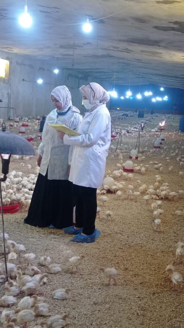 تحصين 254 الف و515 طائر ضد مرض أنفلونزا الطيور بالشرقية| صور