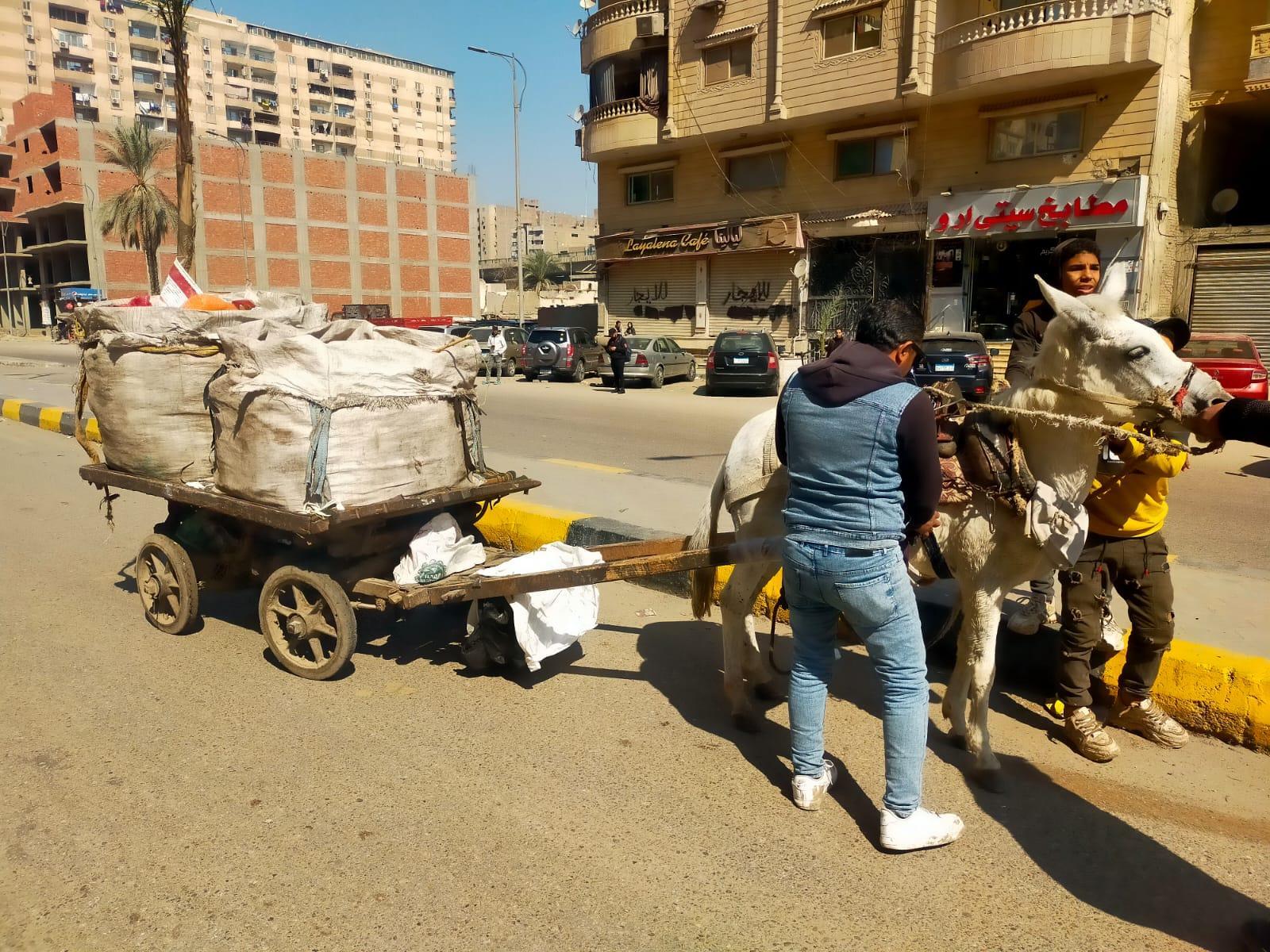 ضبط 24 عربة كارو وتروسيكل.. الجيزة تتصدى للفرز العشوائي
