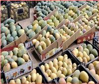 بورصة المانجو.. موسم رزق يجمع المزارعين والتجار في القناوية