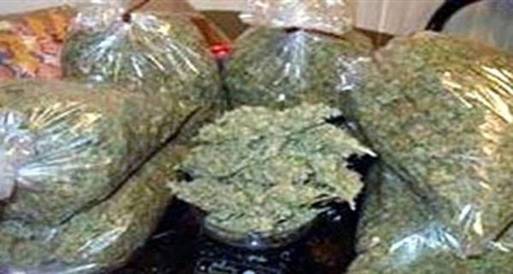 ضبط 150 كيلو بانجو بحوزة سائق بالمنوفية