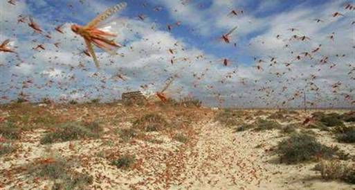 34 فرقة لمكافحة الجراد ولا صحة لوصوله القاهرة