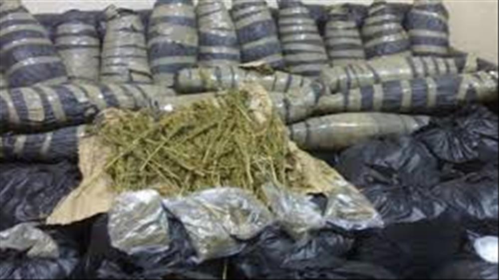 ضبط 4 أطنان بانجو بمزرعتين بأسيوط
