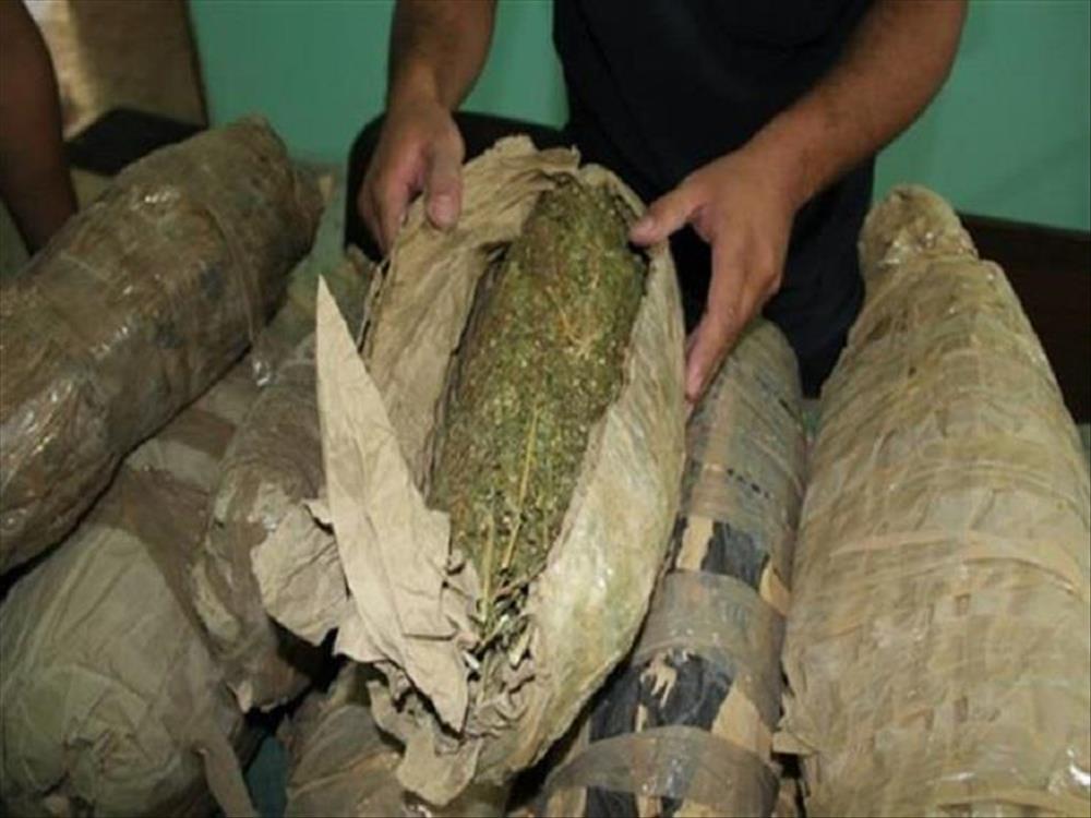 نبات البانجو المخدر