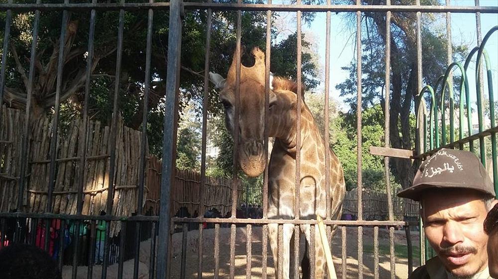 انثى الزرافة بحديقة حيوان بالجيزة - تصوير شيماء محمد