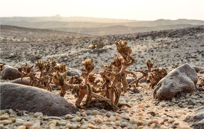 محمية الغابة المتحجرة