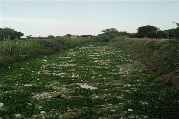 ورد النيل يهدد الزراعة بالمنوفية