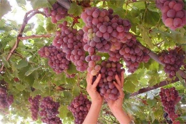 حدائق العنب