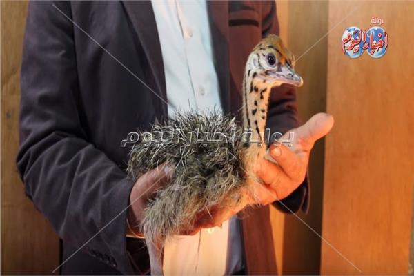 فرخ النعام 