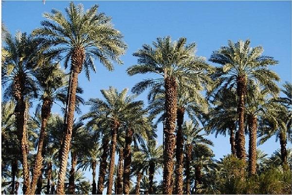 ارشيفية 