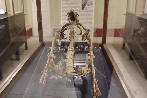 أقدم هيكل عظمي عمره 21 ألف عام