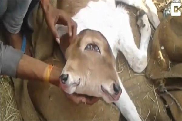ولادة عجل بوجهين في الهند