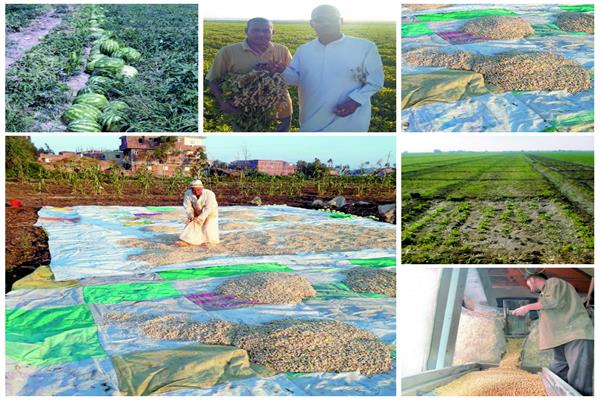 «سودانى ولب وترمس».. هذه القرى تزرع التسالي