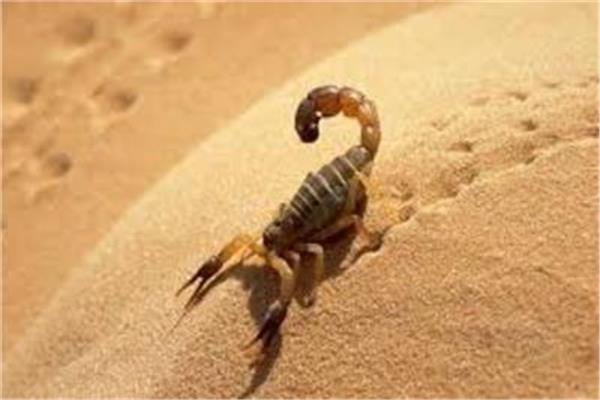 شاهد| أغلى سم في العالم.. سعر اللتر  11 مليون دولار