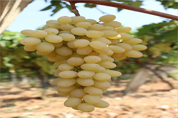 لمزارعي العنب.. اتبع هذه النصائح خلال يونيو لزيادة وجودة الإنتاج