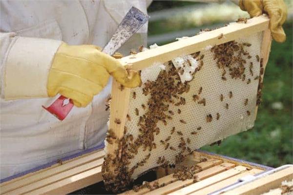 صور| عسل النحل.. صناعة وتجارة «ملف»  20190718061331110