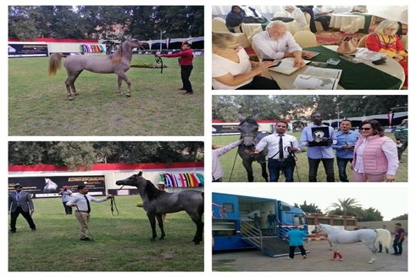 انطلاق مهرجان الخيول العربية الأصيلة