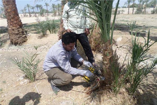 «الزراعة» تصدر روشتة وصايا لمكافحة سوسة النخيل الحمراء