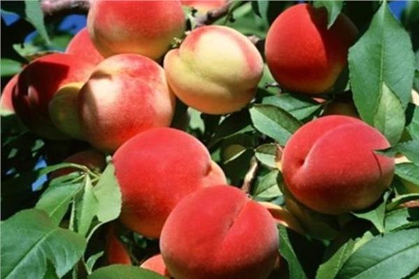 روشتة نصائح لمزارعي الخوخ والمشمش والبرقوق