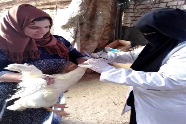 تحصين ٢ مليون طائر ضد مرض انفلونزا الطيور بالشرقية 