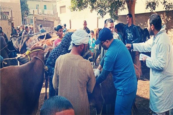 الزراعة تنظم قوافل بيطرية في بني سويف 