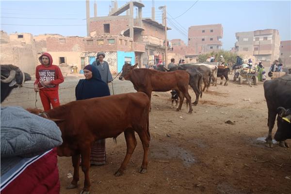 «الزراعة» تنظم 163 قافلة بيطرية مجانية خلال عام بالمحافظات