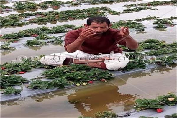 مزارع أثناء خسارة المحصول الفراولة