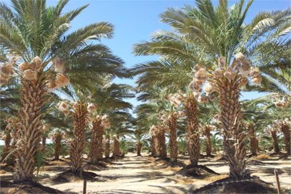 روشتة نصائح لـ «مزارعي النخيل» للحماية من السوسة الحمراء