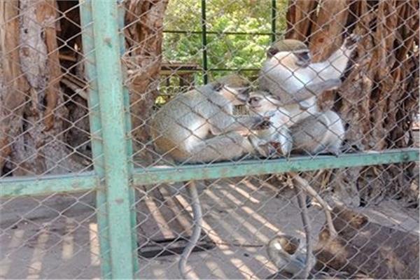 حديقة الحيوان في شم النسيم لأول مره  في منزلك