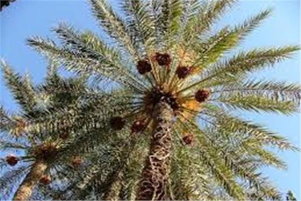 أشجار النخيل خلال أغسطس