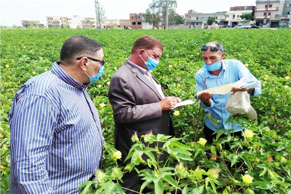 وكيل وزارة الزراعة بالبحيرة يتفقد  زراعات القطن بدمنهور  
