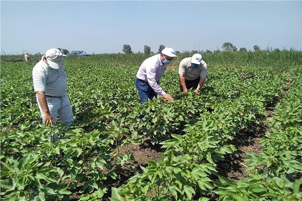 بروتوكول تعاون بين معهد القطن و«سيكم» لانتاج تقاوي القطن الحيوي