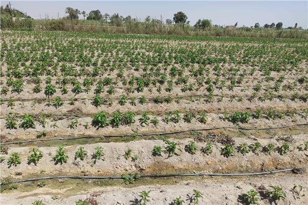 «الزراعة» تواصل زياراتها الميدانية للتوعية بأهمية تطبيق التقنيات الحديثة