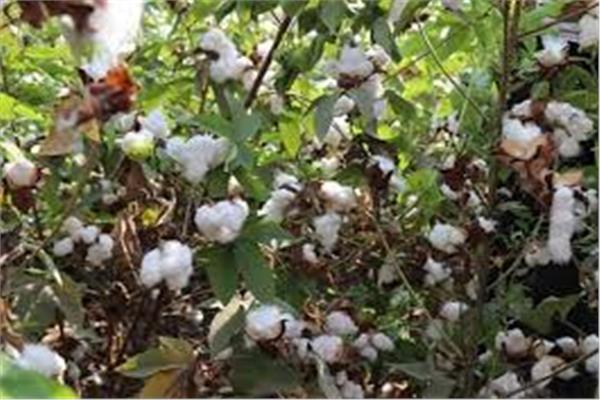 بدء موسم جني القطن بالغربية