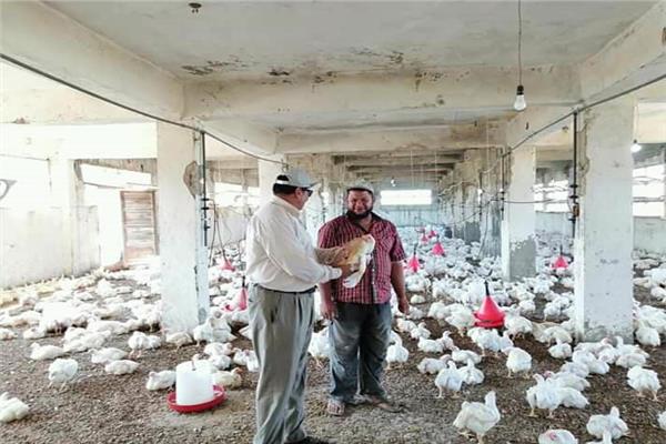 الزراعة: إعادة تشغيل مزرعتين للدواجن بدمياط بعد فترة طويلة من التوقف