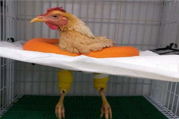 عملية جراحية لفرخة بـ7 آلاف جنيه